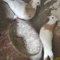 یک جفت طوقی