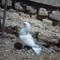 جفت جوجه پرشی|پرنده|کرباسک, |دیوار