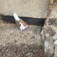 کبوتر|پرنده|تاکستان, |دیوار