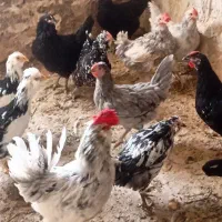 جوجه مرغ گلین دوماه/مرغ تخمگذار/تخم نطفه دار