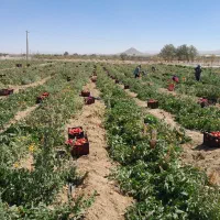 کارگر مجاز اتباع کشاورزی جالیز
