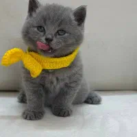 گربه بریتیش و اسکاتیش