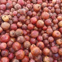 انار ربی دون قرمز|خوردنی و آشامیدنی|سبزوار, عارف|دیوار