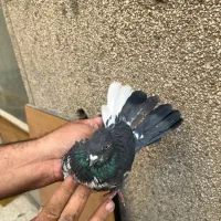 کفتر درجه یک برای بلندی|پرنده|تهران, باغ خزانه|دیوار