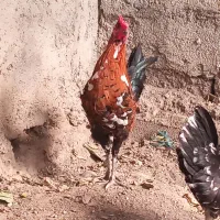 مرغ و خروس گلین|حیوانات مزرعه|رامیان, |دیوار