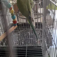 فروش ملنگو ماده مولد