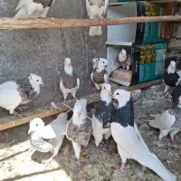 طوقی ساده نروماده|پرنده|داران, |دیوار