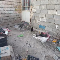 حیوانات مزرعه|حیوانات مزرعه|ایذه, |دیوار