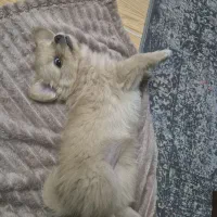 سگ پامرین|سگ|اسلام‌شهر, مطهری|دیوار