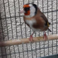 سهره دوساله پامست.انگشتر.قناری.گرینجک.عروس هلندی|پرنده|کرمانشاه, |دیوار