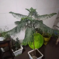 کاج مطبق معاوض طوطی