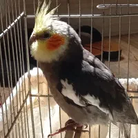 عروس هلندی نر سخنگو