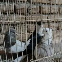 کله در. کبوتر