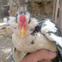 مرغ و خروس و جوجه