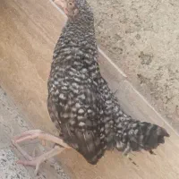 نیمچه خروس