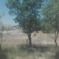 فروش باغ گردوو بادام حوالی غرق آباد