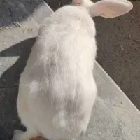 خرگوش سفید بزرگ ماده|موش و خرگوش|سنندج, |دیوار