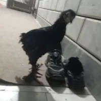 جوجه برهما بلک و خروس محلی|حیوانات مزرعه|خان ببین, |دیوار