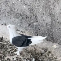 دوکت ماده بدون غلط