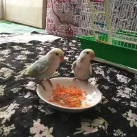 دو عدد جوجه کوتوله نژاد دار