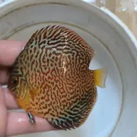 دیسکس نژاد لئوپارد