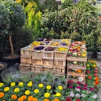 رسیدگی گل آپارتمانی ویزیتورتعویض خاک گلدان و باغچه|خدمات باغبانی و درختکاری|تهران, گیشا|دیوار