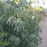 فروش باغ مناسب سرمایه گذاری  واقع درجیلان اباد|فروش خانه و ویلا|اصفهان, گورت|دیوار