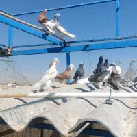 کفتر جوجه|پرنده|تهران, بهارستان|دیوار