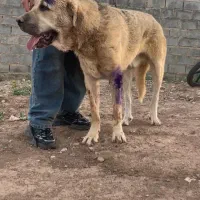 سگ پژدر|سگ|تسوج, |دیوار