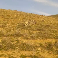 سگ سرابی اصیل