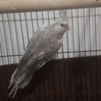 عروس هلندی ماده اماده جفت|پرنده|بندر امام خمینی, |دیوار