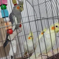 فروش عروس هلندی|پرنده|ابریشم, |دیوار