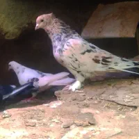 زاغ دم سفید|پرنده|دلیجان, |دیوار