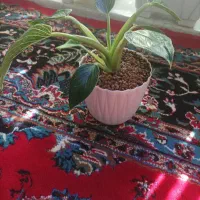 گل زیبای برکین