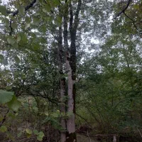 فروش ۵ اصله درخت مرغوب
