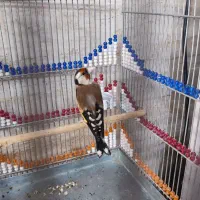 سهره ماده مست مست راه به راه دورگ