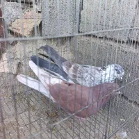 دوجفت تهرانی عروسک بشرت ناسختی|پرنده|دورود, |دیوار