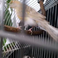 قناری جفتی سهره وطوطی برزیلی