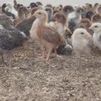 جوجه گلپایگان فقط 155