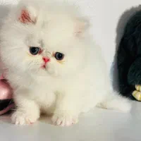 بچه گربه اشرافی|گربه|اهواز, رسالت|دیوار