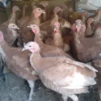 فروش بوقلمون