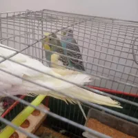 مرغ عشق نروماده معاوضه