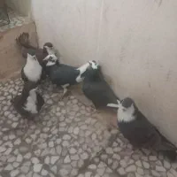 کبوتر جوانه|پرنده|هامون, |دیوار