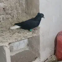 کبوتر دمسفید وکبود بدرنگ