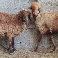 میش آبستن با بره قوچ نر در وحدتیه|حیوانات مزرعه|وحدتیه, |دیوار