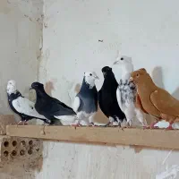 ۹کبوتر