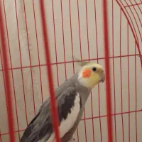 یه جفت عروس هلندی نر و ماده مولد|پرنده|تهران, مشیریه|دیوار