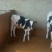 فروش گوساله ماده