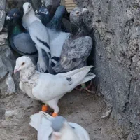 ۹ عدد پرشی دیوانه|پرنده|قزوین, |دیوار