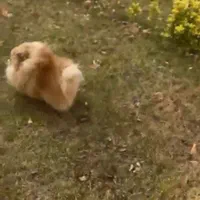 خرسی بوفیس نر جفتگیری|سگ|اصفهان, سپاهانشهر|دیوار